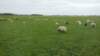 HWK Texel 2015 031_small.jpg